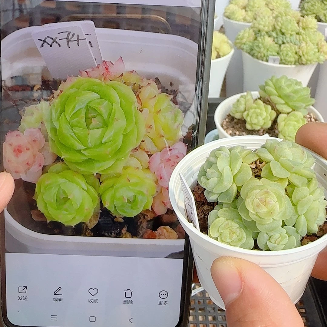 【闪购商品】0923-112（xx-74）