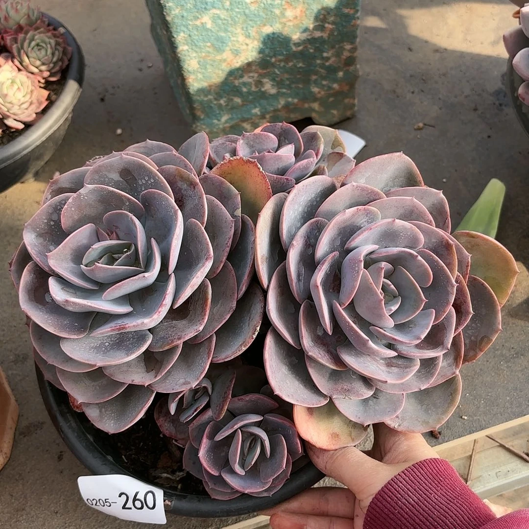 同温层多肉尘埃玫瑰260