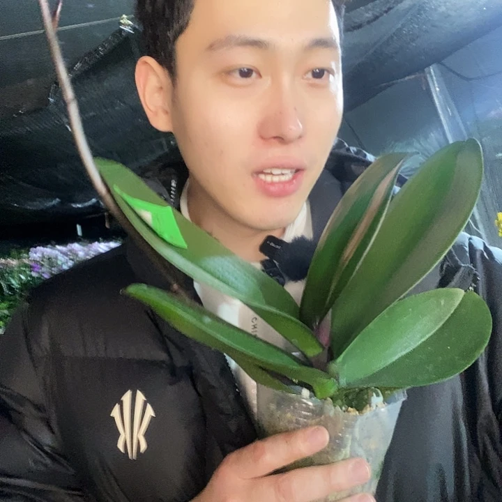 无花朵洋洋得意花剑