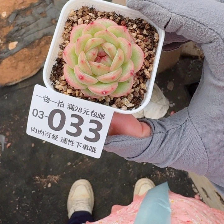 优选财富多肉植物多肉植物