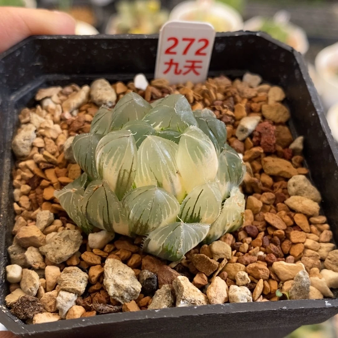 272号巨大赤线玉露锦带盆发货