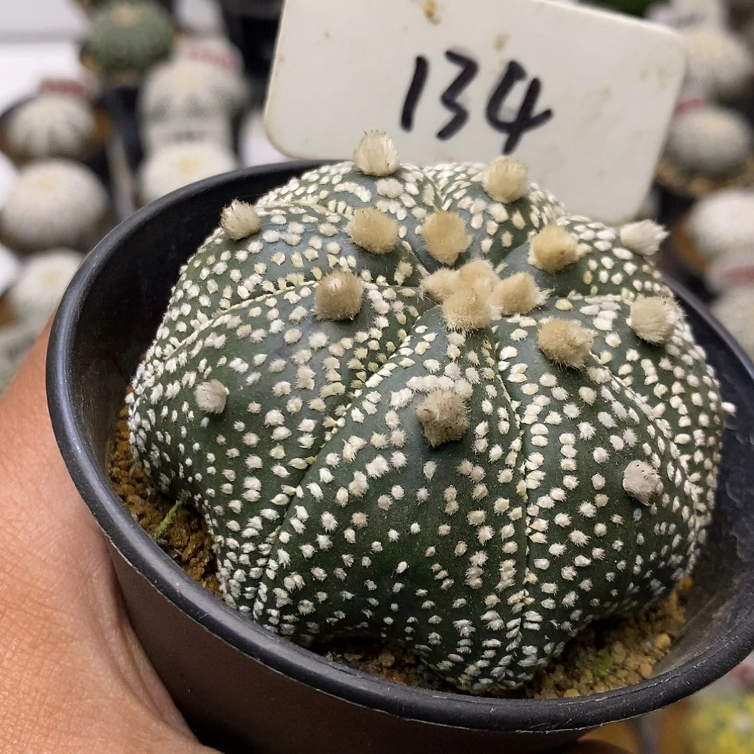 134福利特价来了打榜