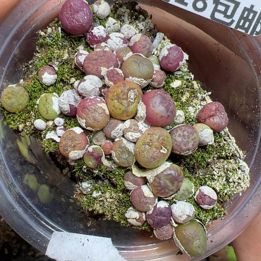 【闪购商品】699……