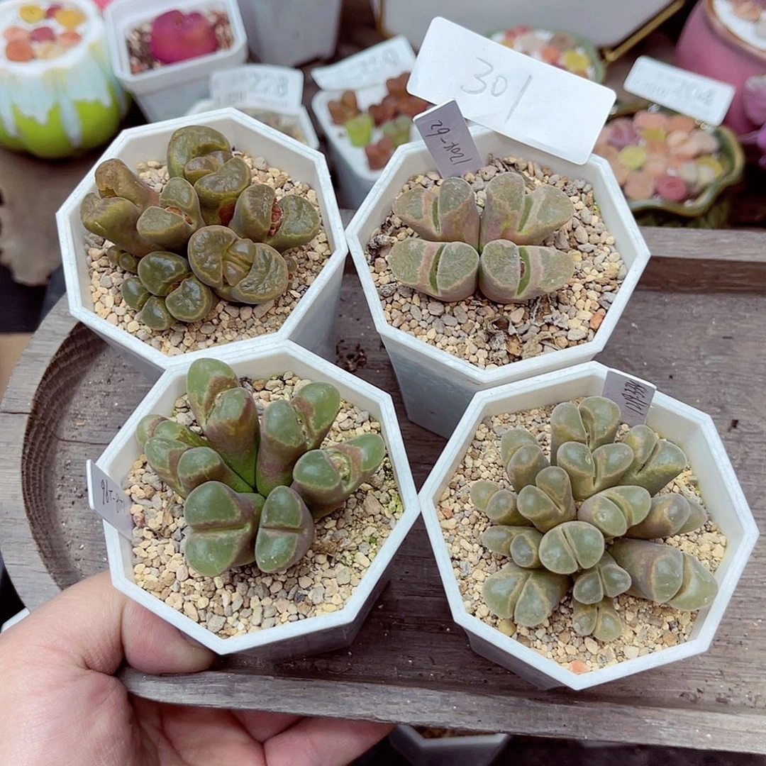 郎哥多肉生石花20-301