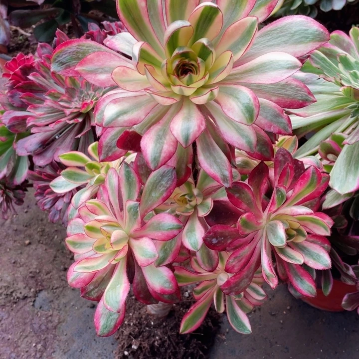 870烈焰多肉12345789