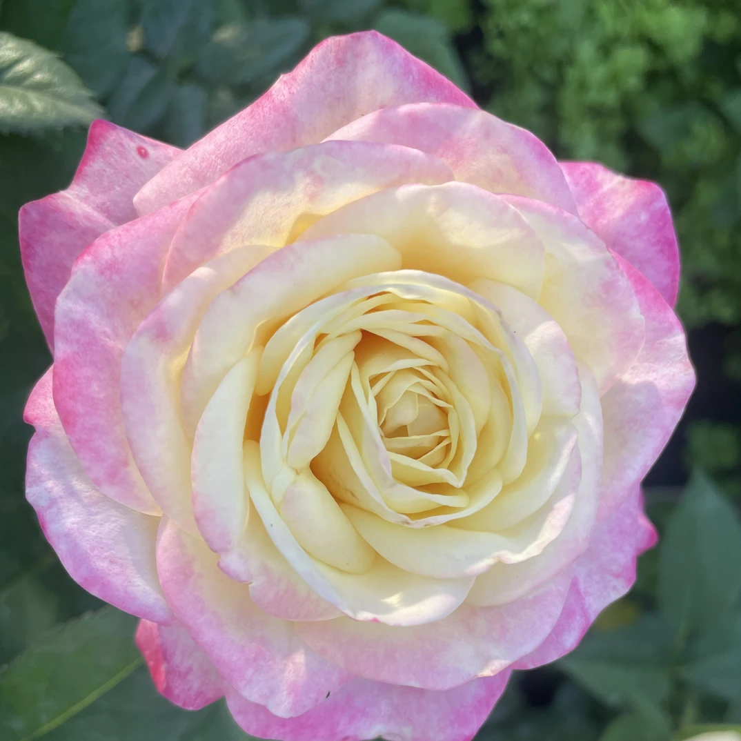 独根老桩苗盆栽庭院四季开花耐热耐月季