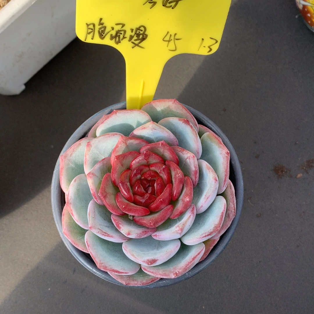 琴***好我们家的小姐姐们