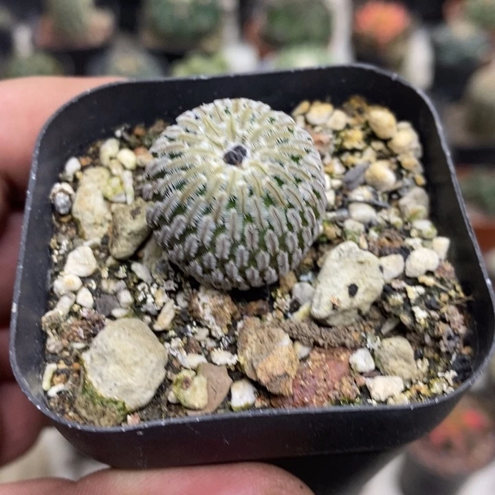 实生精巧殿特价包邮