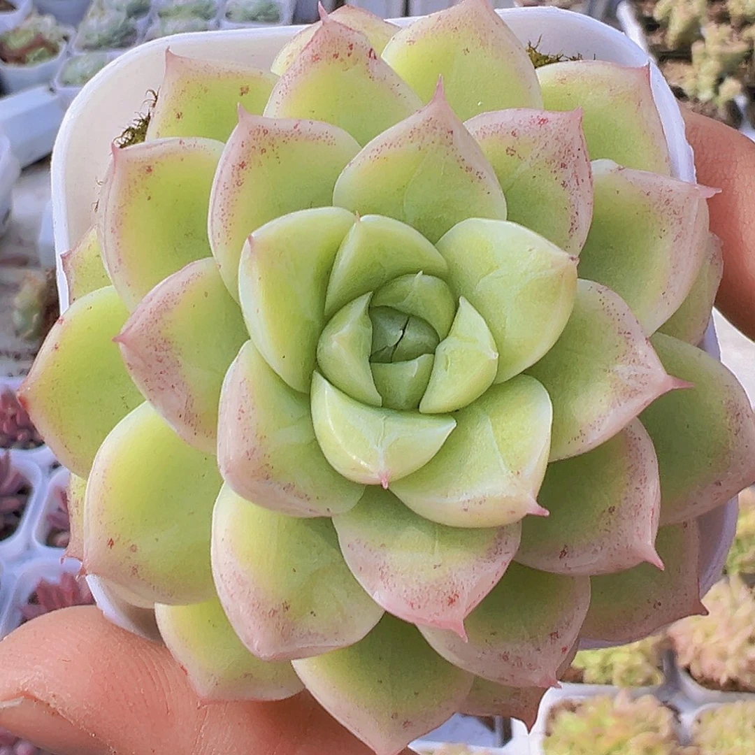 潘多拉女王19包邮多肉