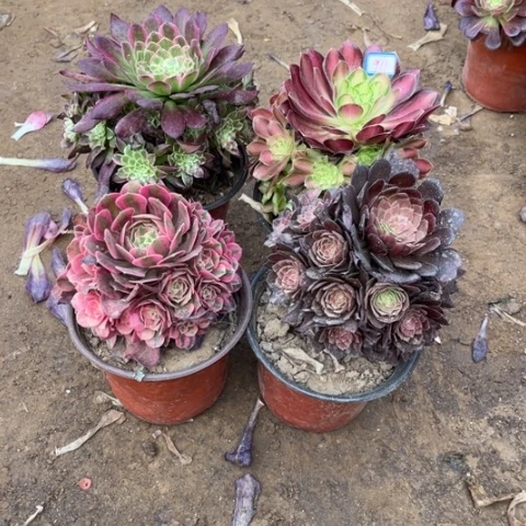 911多肉植物组合