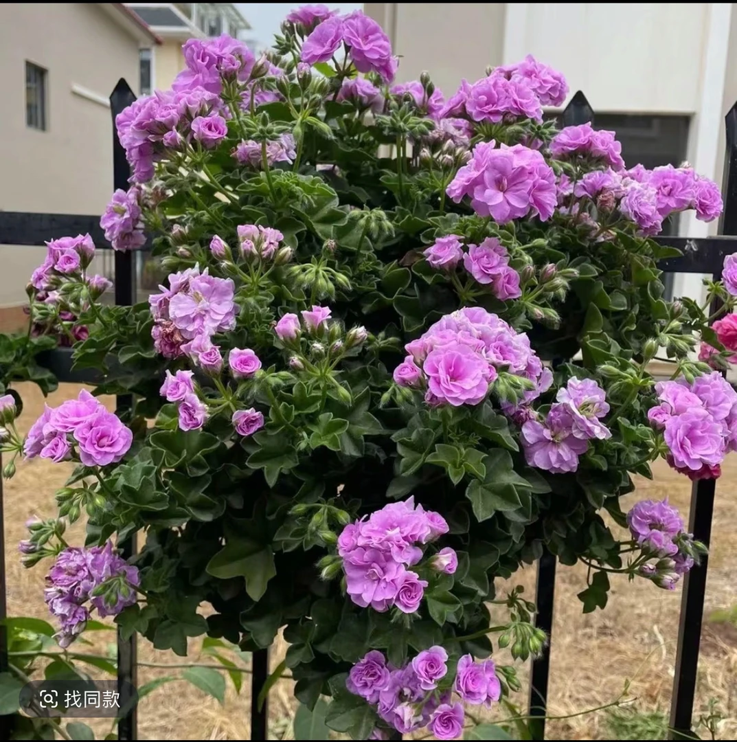 夏日玫瑰垂吊天竺葵超级勤花