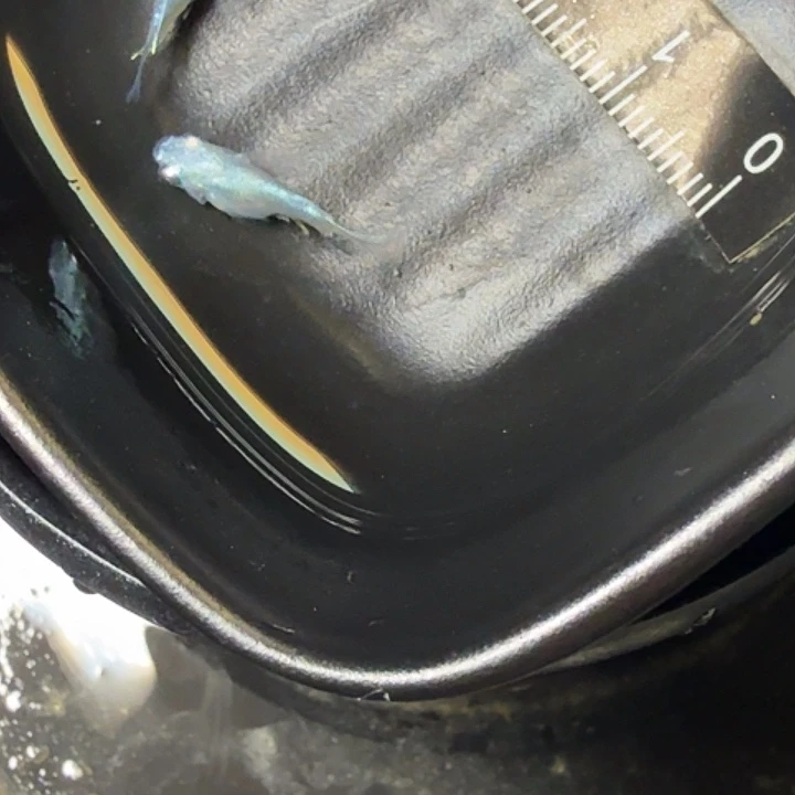 青鳉鱼98号拍品银球球