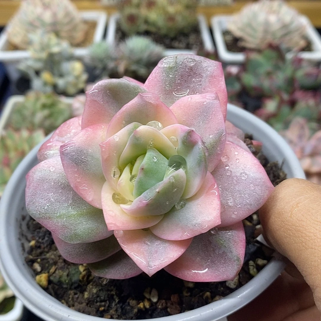 1041 大可爱玫瑰彩锦 需延时发货