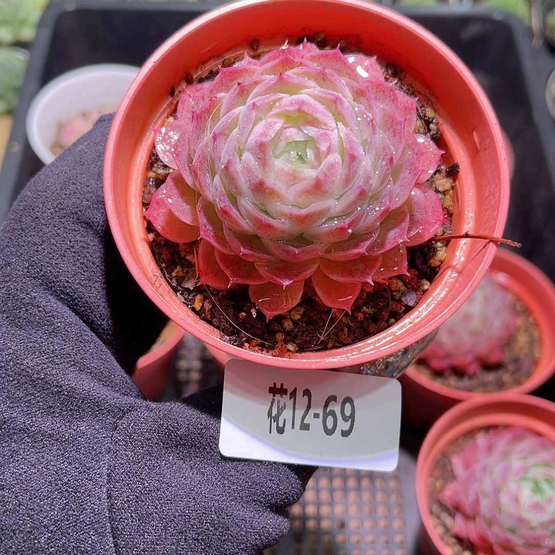 花利美12-69朱砂痣