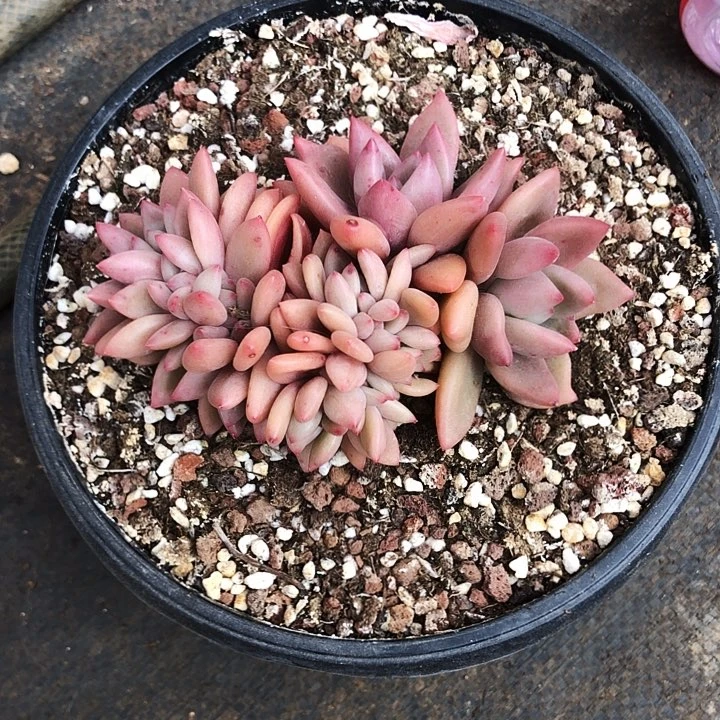 桃花源朵朵多肉植物