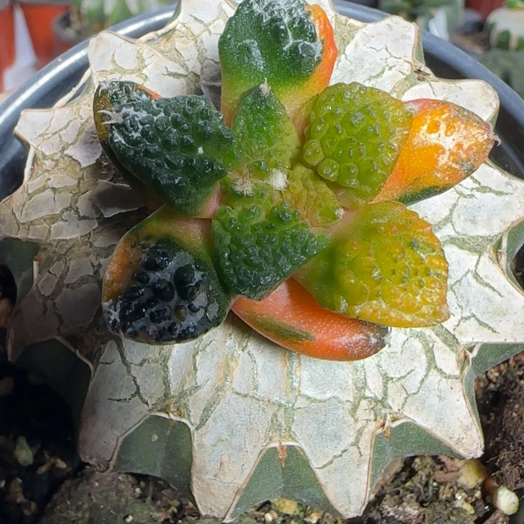 【闪购商品】花锦志贺龟甲869