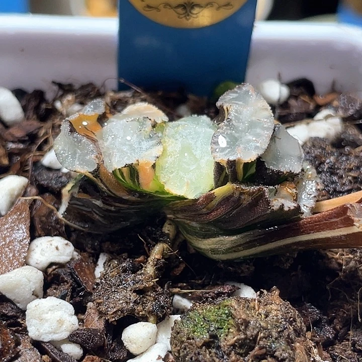 516虞姬玉扇锦特选福利