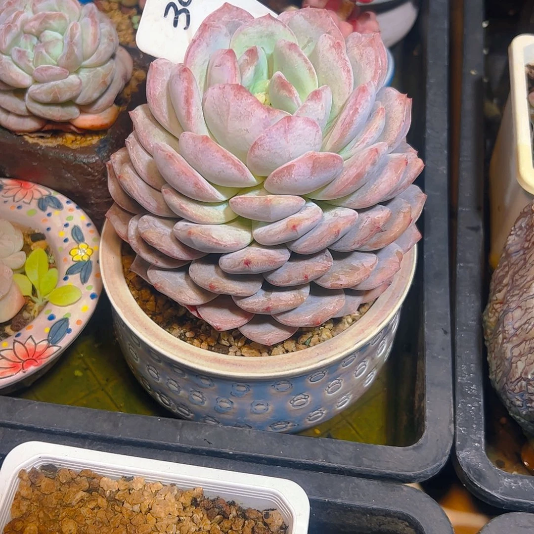 巧****姐橙梦露3034号一物一拍