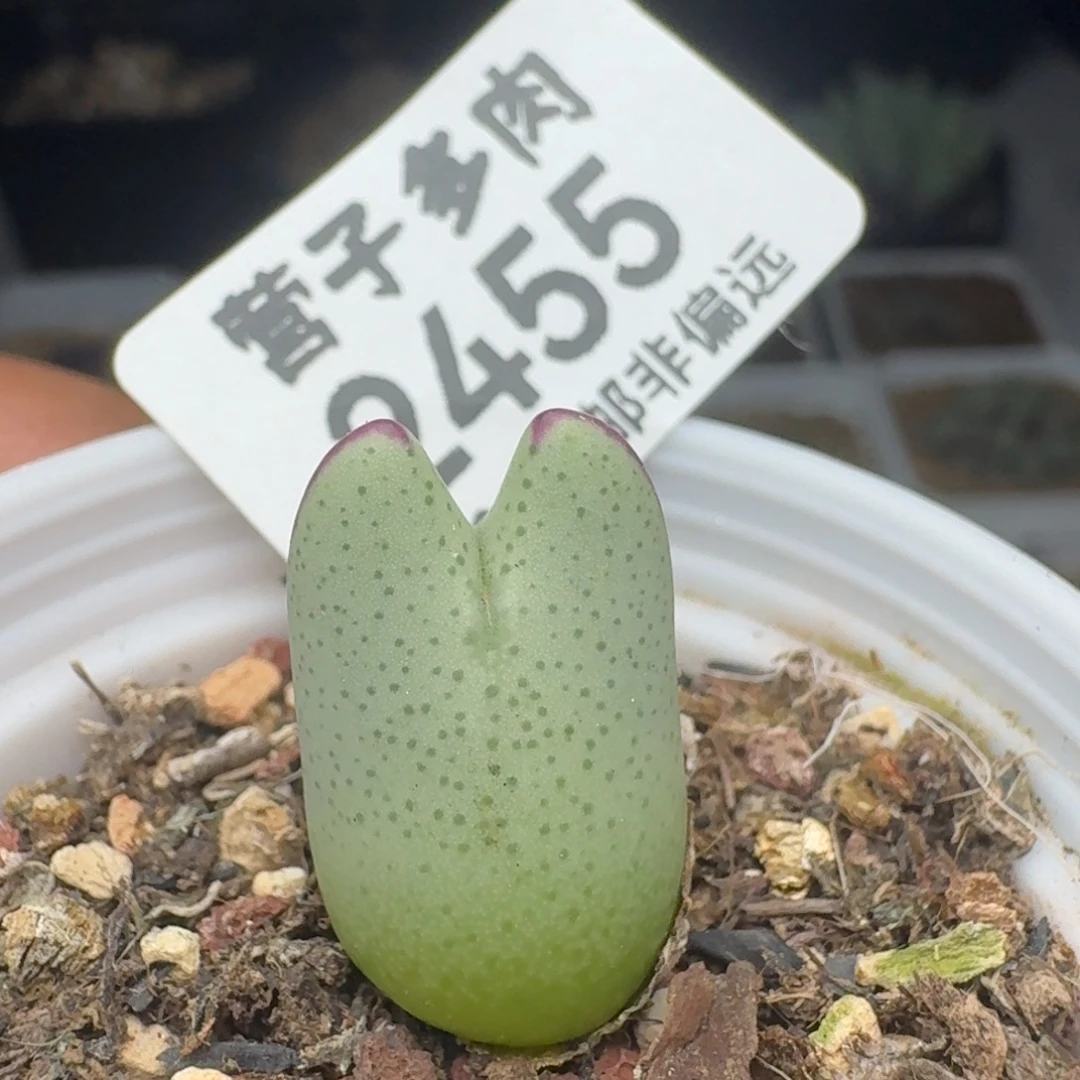 带盆土。