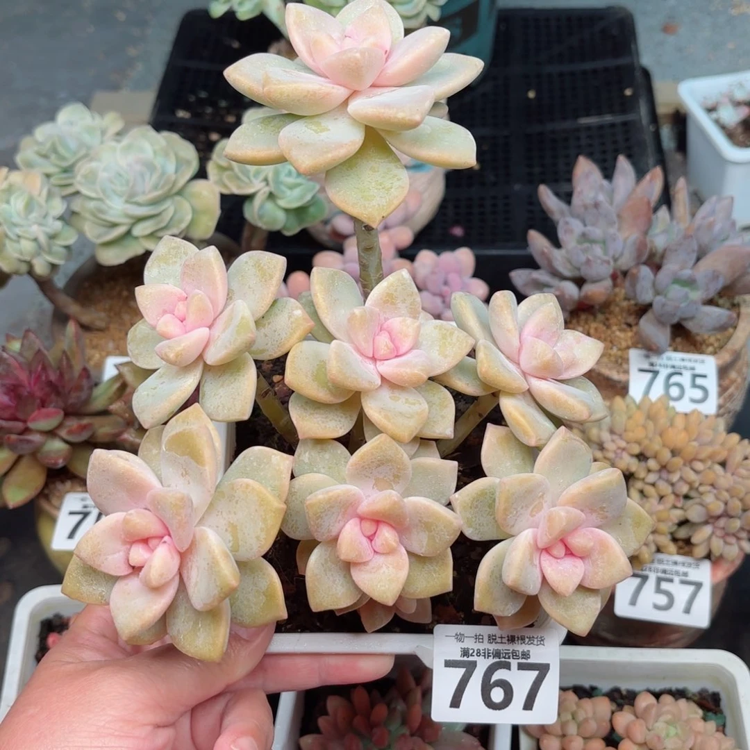 美杏多肉无盆土发货