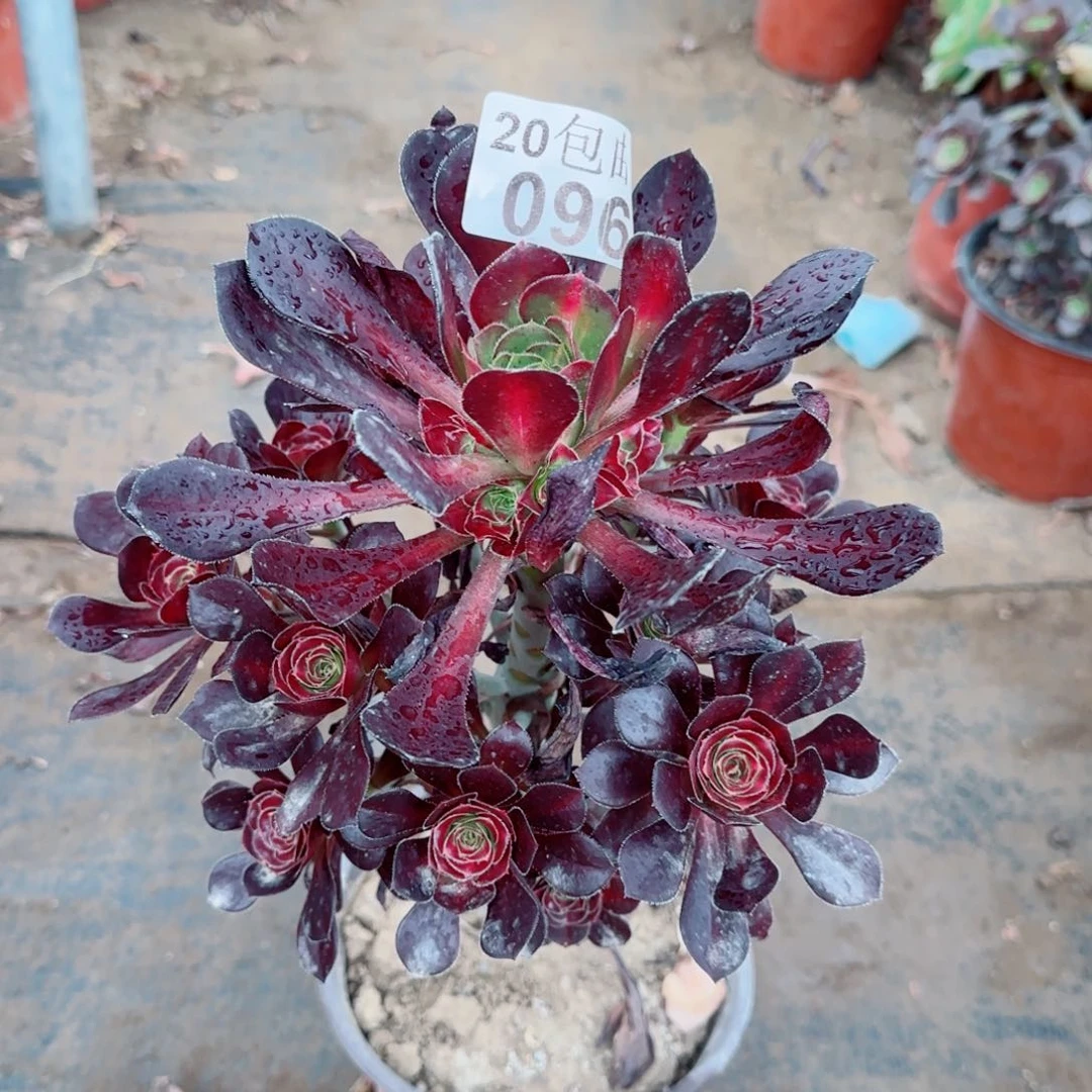 晚霞多肉096满20包邮断枝不包
