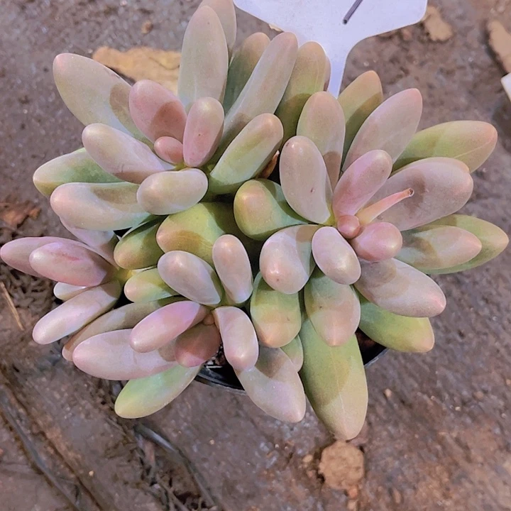 肉***丁000000000000000602