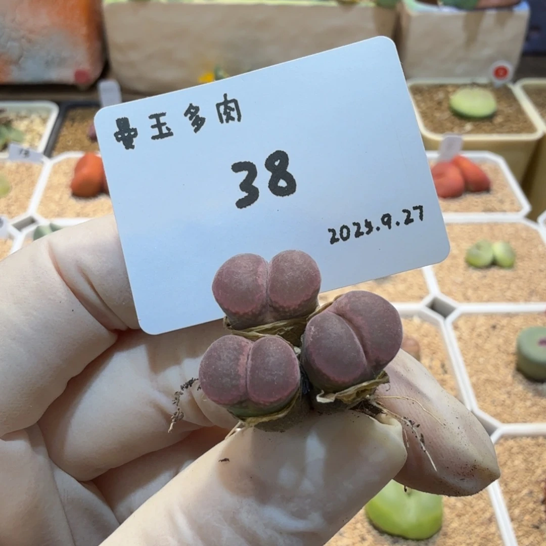 薇***琳多肉多肉多肉9.27-038