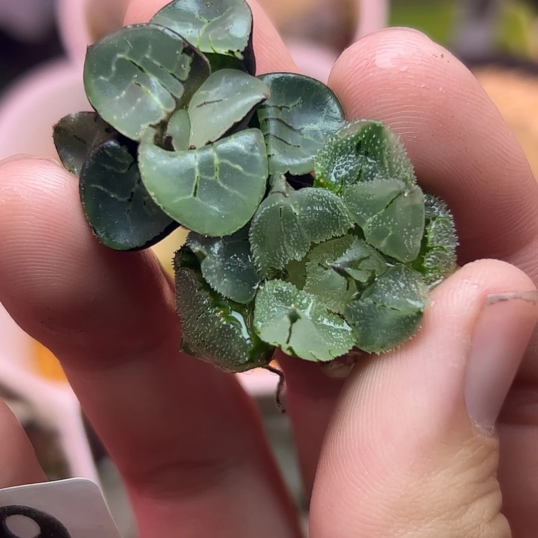 冰鸾玉➕月光女神十二卷多肉779