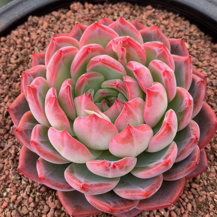 红鸾精控锦上园艺一物一拍