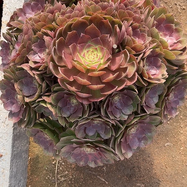 多肉植物抹茶锦……