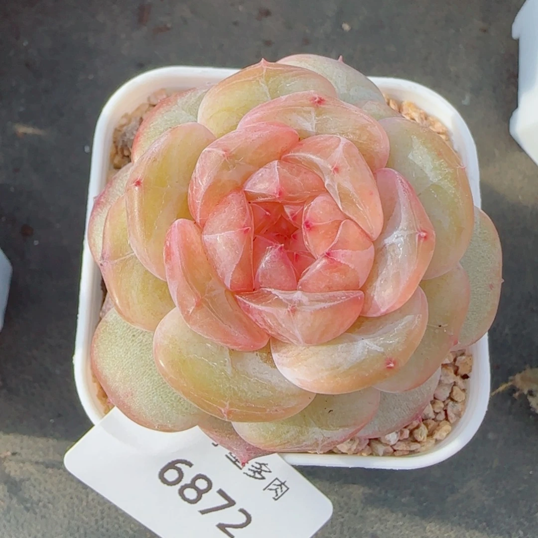 悠兰珍妮，6872多肉植物