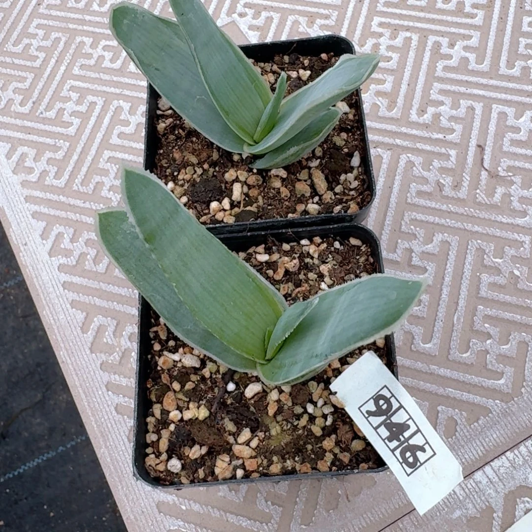 946银芳锦芦荟脱土发货一个随机