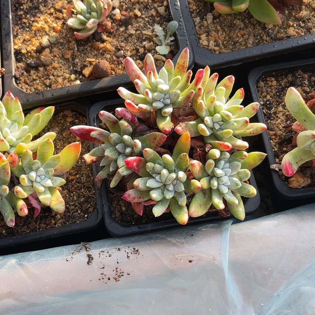 晨溪园艺仙女杯呀