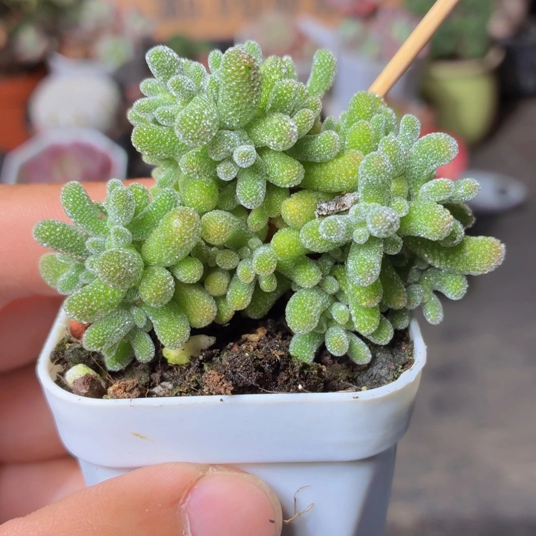 冰晶枝干多肉9.9包邮发货