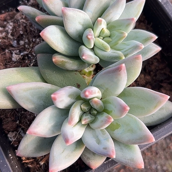 美人大群特价多肉