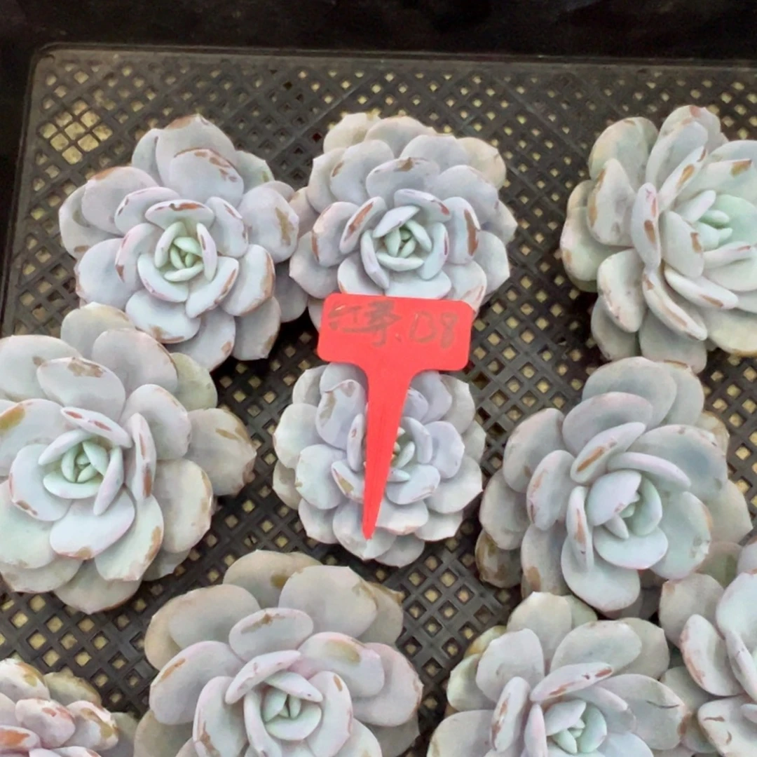 红***莓红茶138。