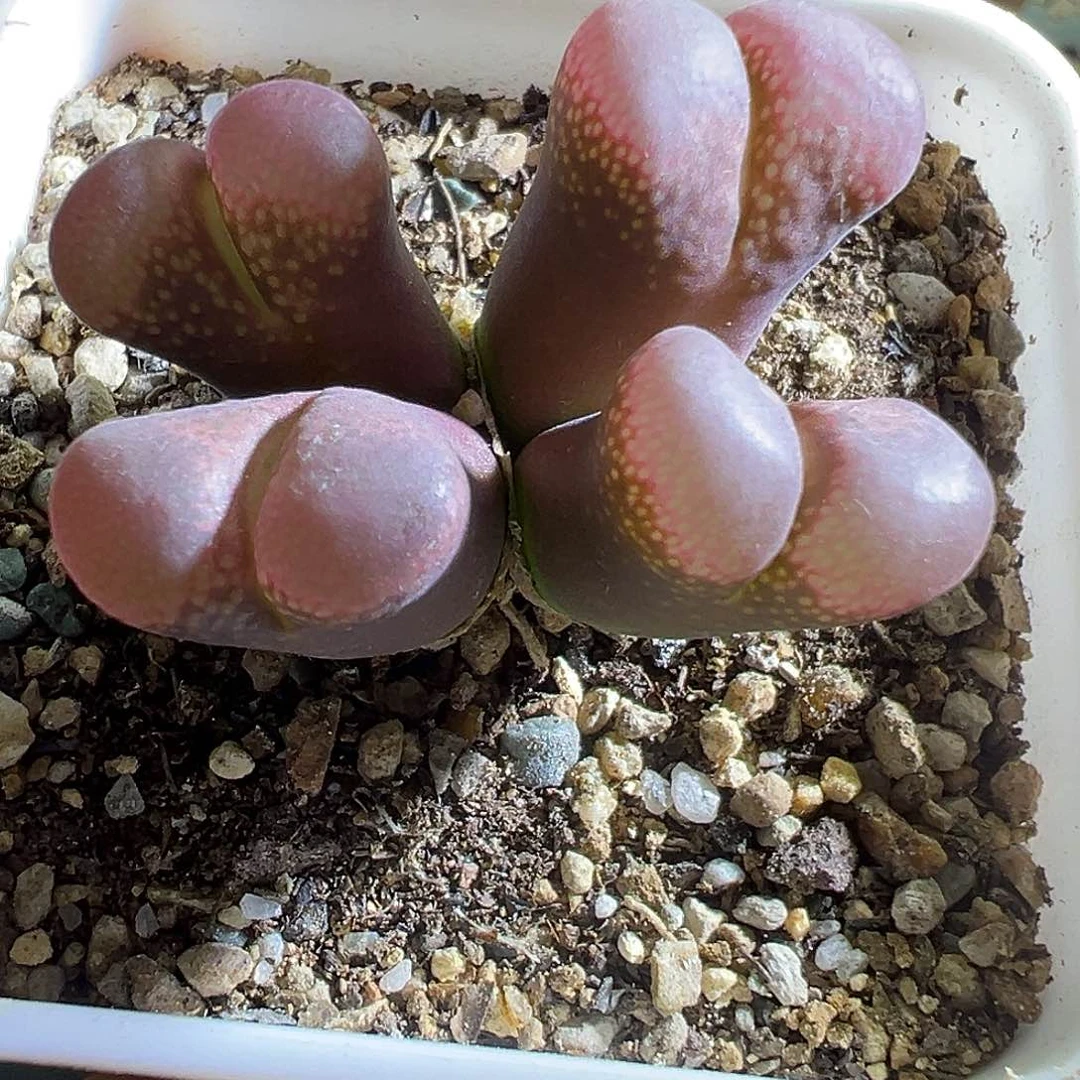 妙****?特。    大红。