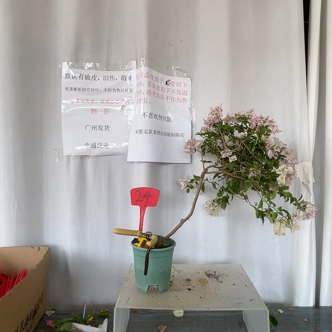 当前无花栽培后可以开花24绿叶丽娜