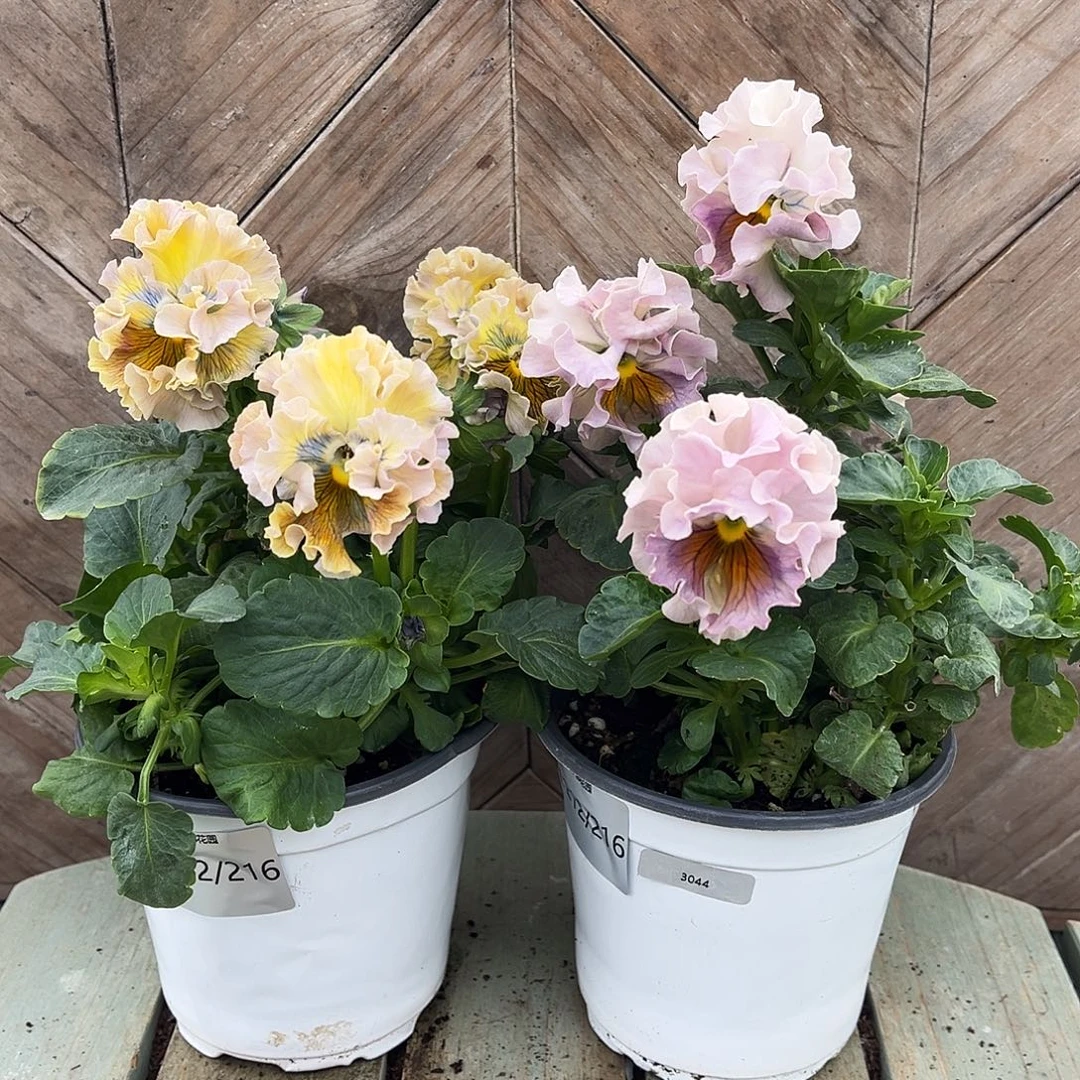 完全开放1212/216