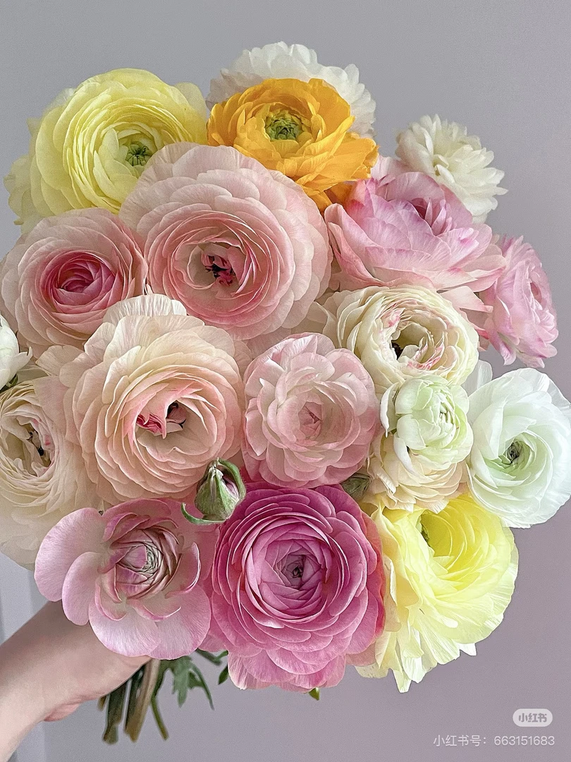 洋牡丹 4单包邮，不满四单收取一个运费，云南鲜花基地直发