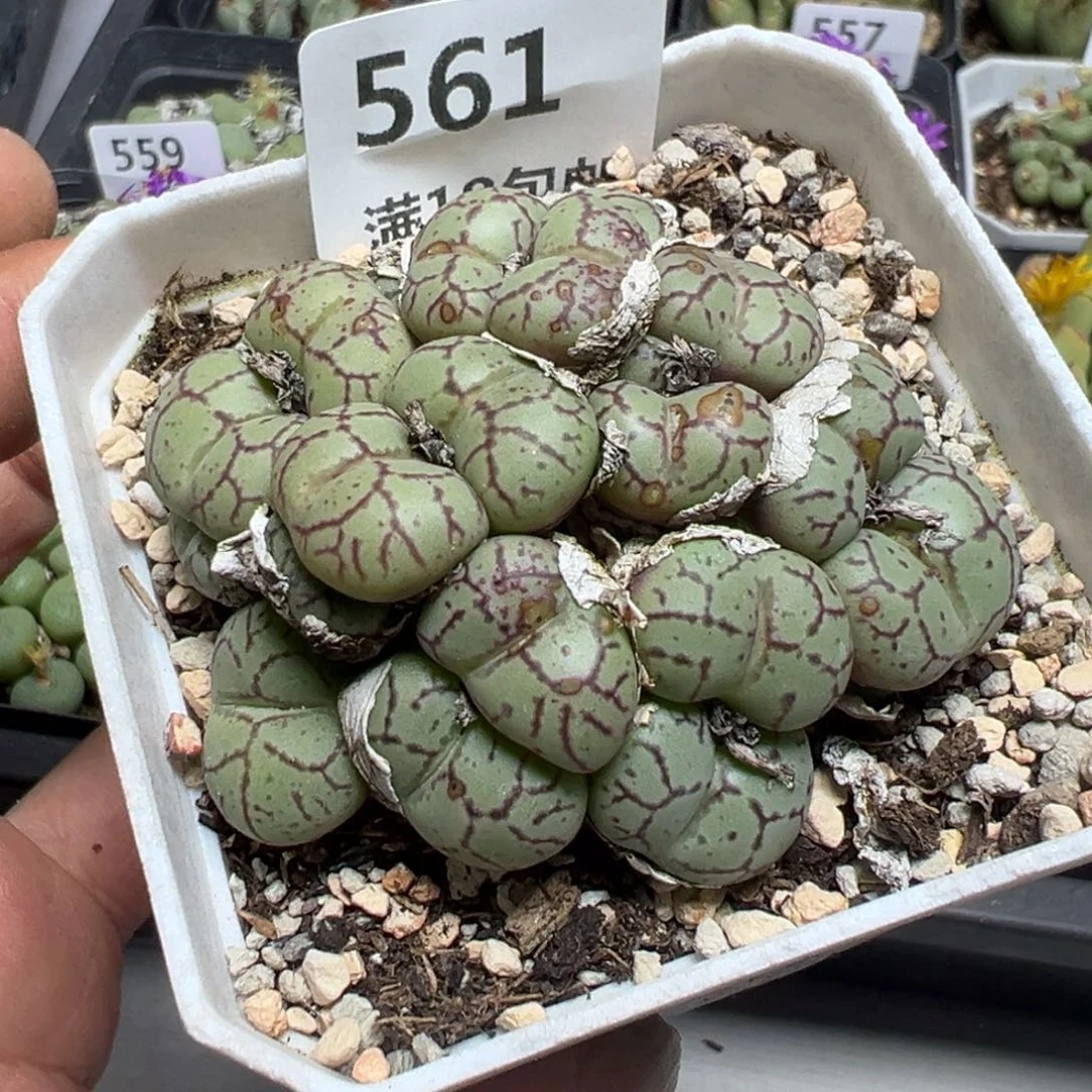【闪购商品】 561。
