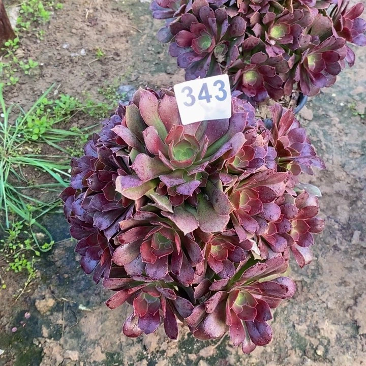 343柠檬玫瑰多肉