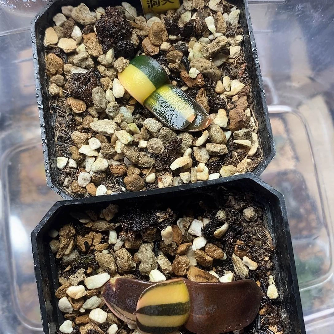 红陶212号卧牛锦两颗