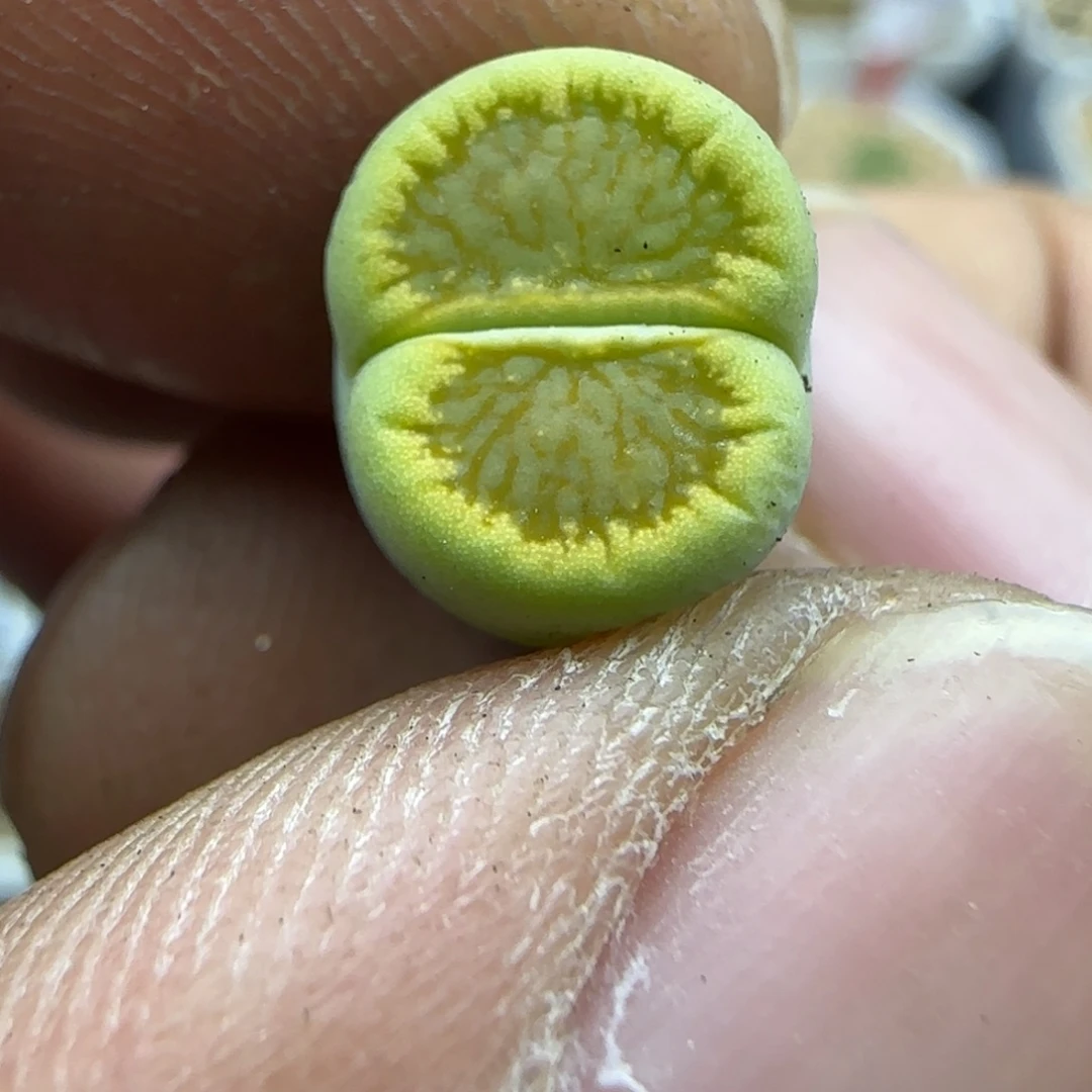 297 生石花大棚直播