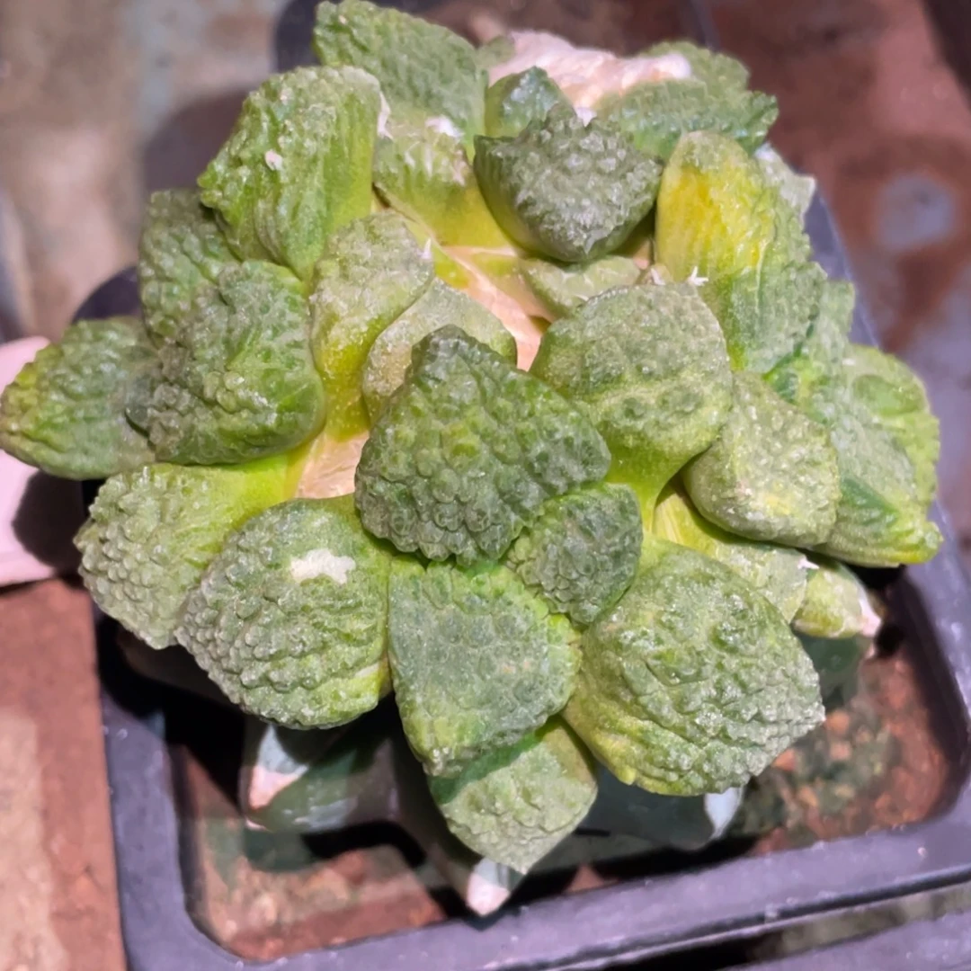 全部花朵黄体哥斯拉牡丹锦群体