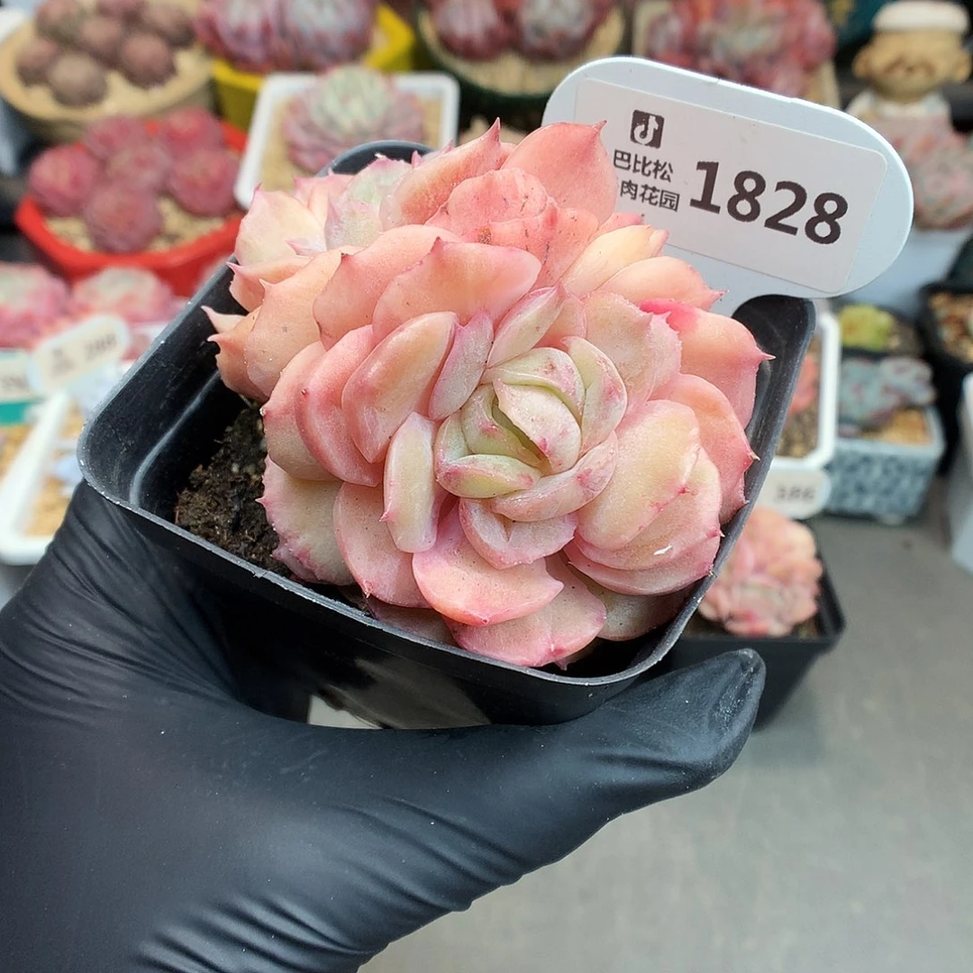 1828 昂斯诺石化多肉