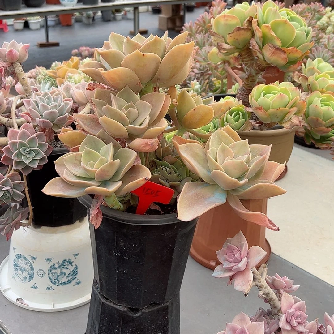 8**1505鹤氏多肉植物