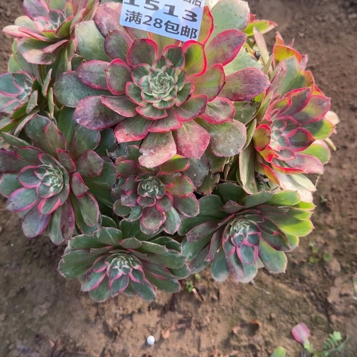 1513二号棚莲花座D