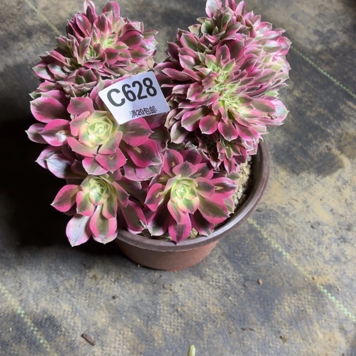 瑞妈，，，。。。。。628女巫缀，