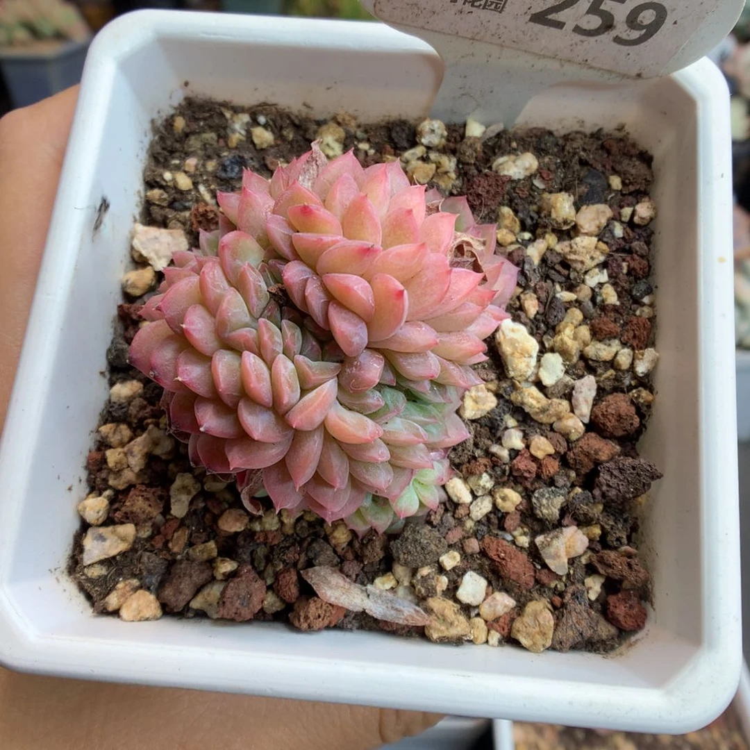 259甘露缀化多肉植物